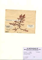 藏品(Callophycus africanus (Schmitz) Hewitt)的圖片